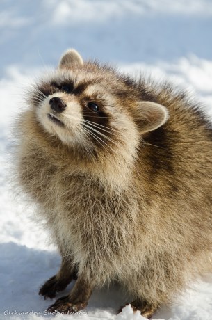 racoon close-up
