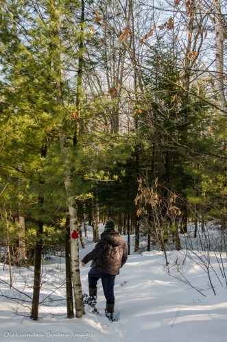 snowshoeing the Cranberry Bog Trail in Killarney in the winter