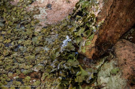 lichen on the rocks