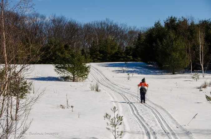 cross-coutnry skiing on the Freeland Trail in Killarney