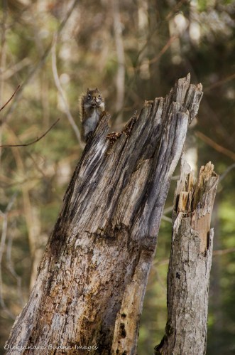 squirrel on a tree stump