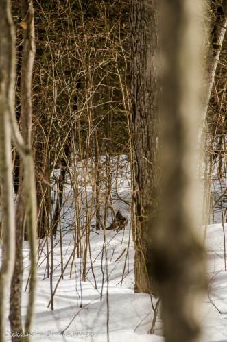 grouse in the woods