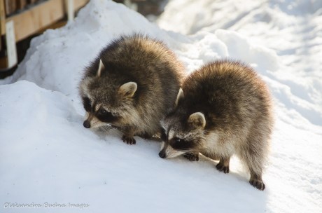two racoons
