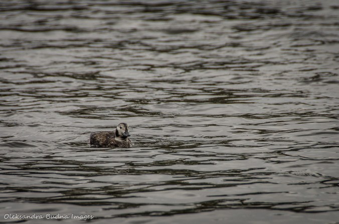 duck on the Old Ausable Channel at Pinery in the winter