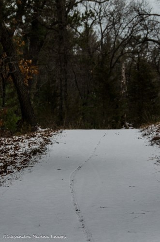 Savanna Trail at Pinery in the winter