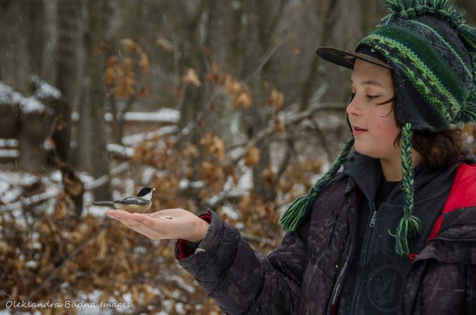 hand feeding a chickadee