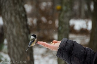 hand feeding a chickadee