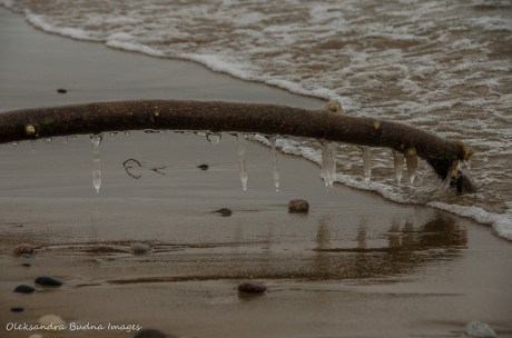 icicles on the branch