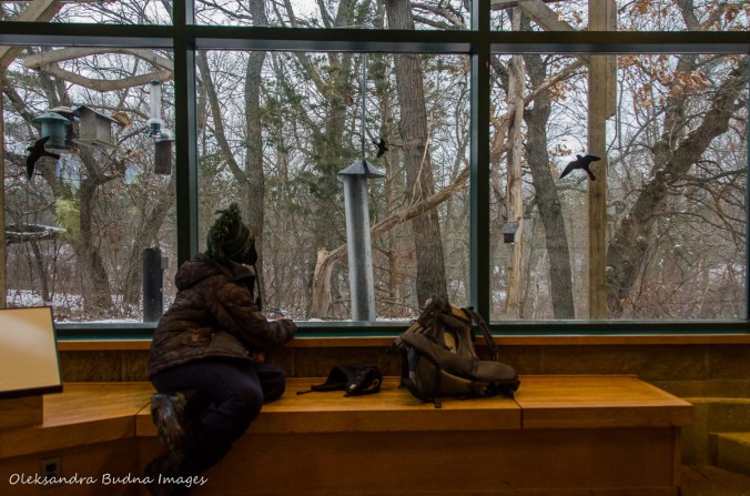 watching birds at a visitor centre in Pinery