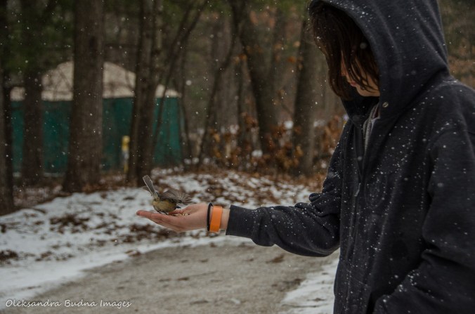 hand feeding a chickadee