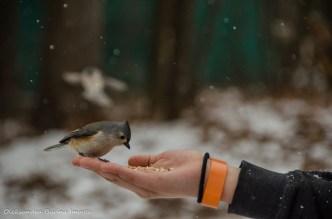 hand feeding a tufted titmouse