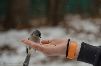 hand feeding a tufted titmouse
