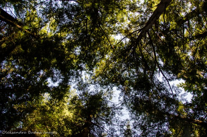 pine branches overhead