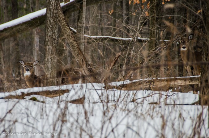 deer at Terra Cotta CA