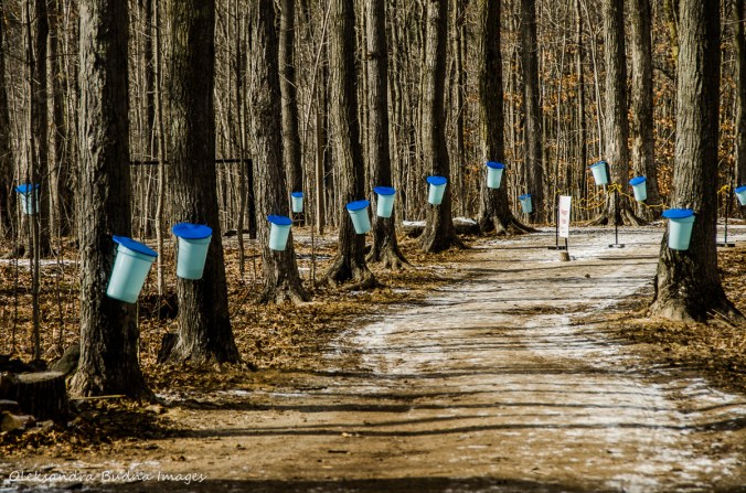 sugar bush trail at Mountsber Conservation Area