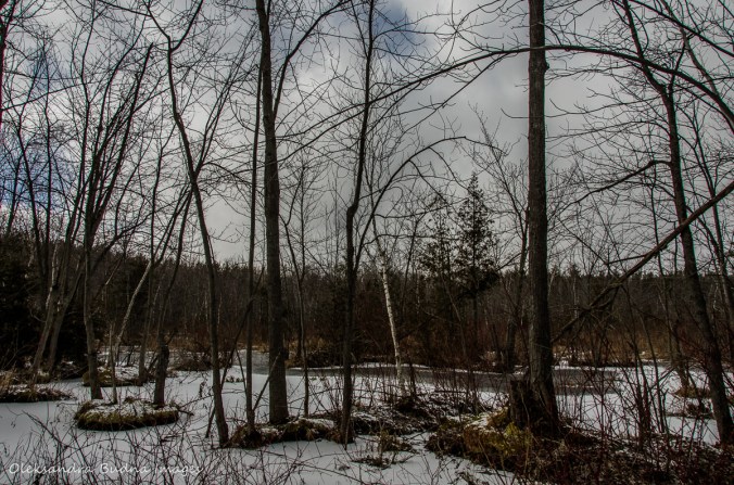 Mountsber Conservation Area