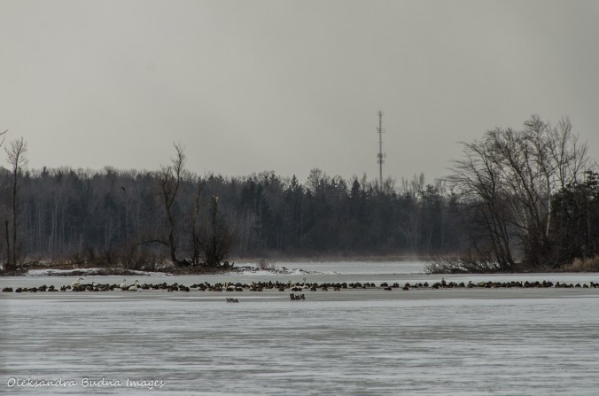 geese and swans on the water reservoir at Mountsber Conservation Area in winter