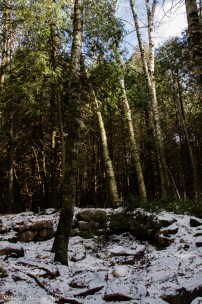 Lime kiln ruins at Mountsber Conservation Area