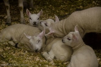 lambs in the animal barn at Mountsber Conservation Area