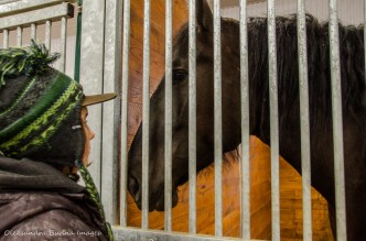 watching a horse at Mountsber Conservation Area