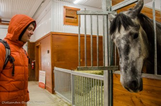 horse at Mountsber Conservation Area