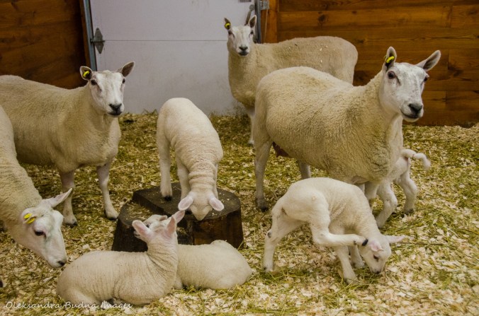 sheep in the animal barn at Mountsber Conservation Area