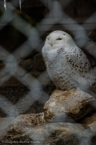 snowy owl at Raptor Centre at Mountsber Conservation Area