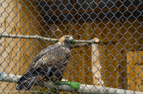 golden eagle at the Raptor Centre at Mountsber Conservation Area