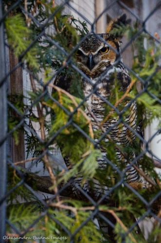 horned owl at the Raptor Centre at Mountsber Conservation Area