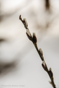 spring buds
