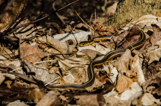 garter snake