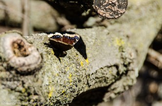 butterfly on a log