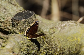 butterfly on a log