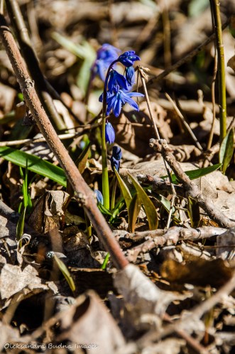 blue spring ephemerals siberian squill