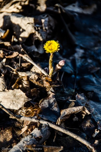 yellow spring flowers