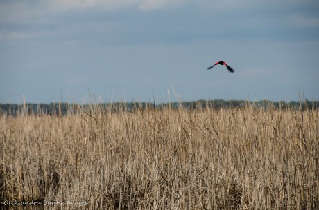 redwinged blackbird in flight