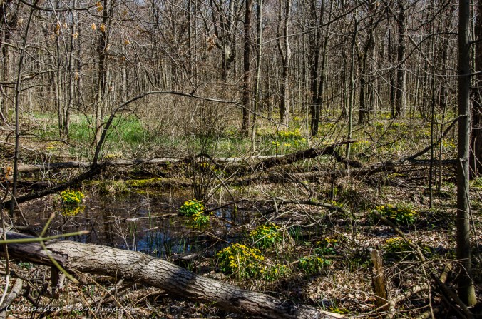 spring forest at Wheatley Provincial Park