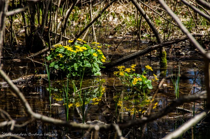 yellow spring flowers