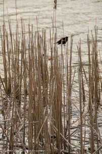 redwinged blackbird in the reeds