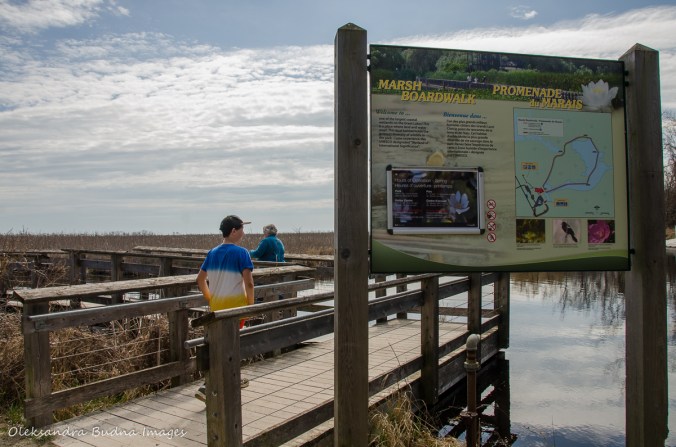 Marsh Boardwalk at Point Pelee National Park