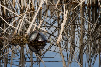 painted turtles at Point Pelee