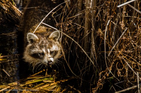 raccoon at Point Pelee