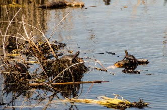 painted turtles at Point Pelee