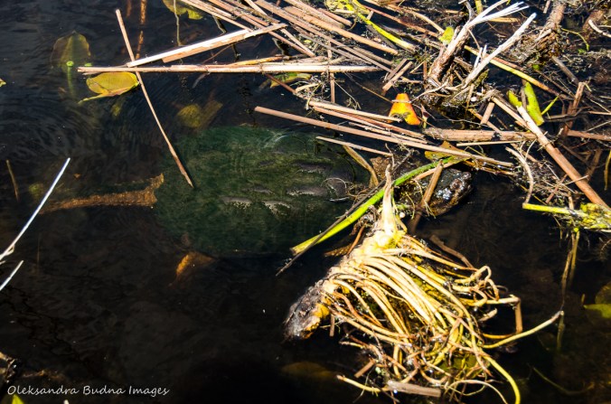 snapping turtle at Point Pelee