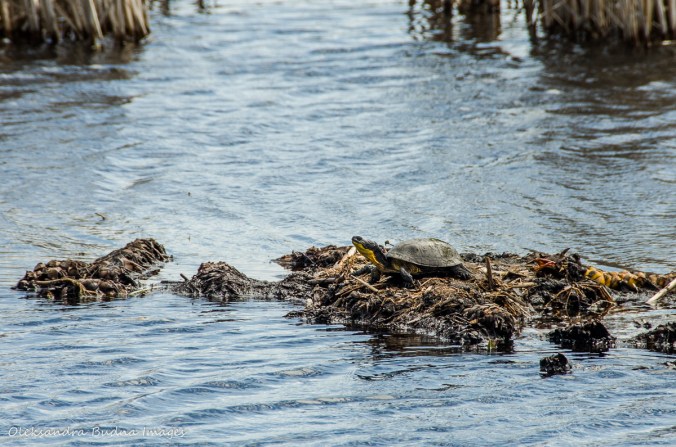 Blanding's turtle at Point Pelee