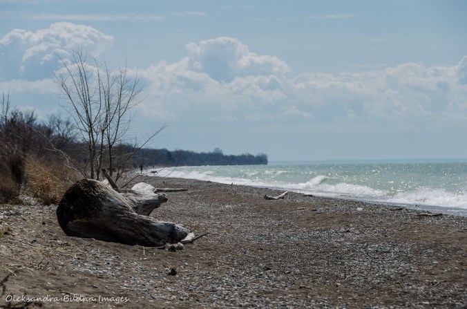 beach at Point Pelee