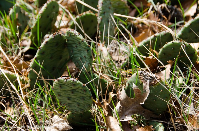 prickly pear cactus at Point Pelee
