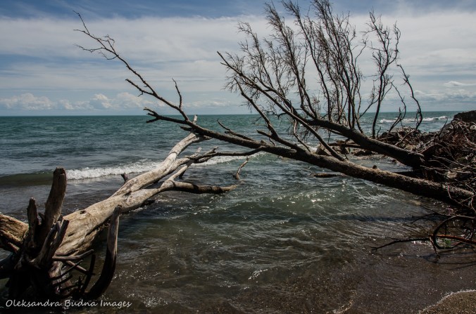 beach at Point Pelee