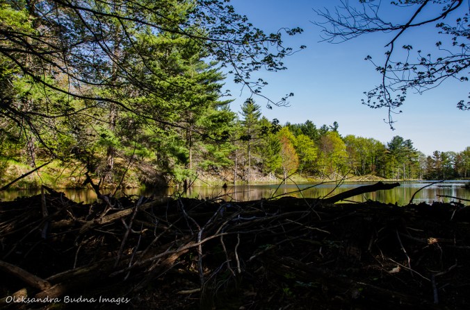 beaver dam at Frontenac Provincial Park