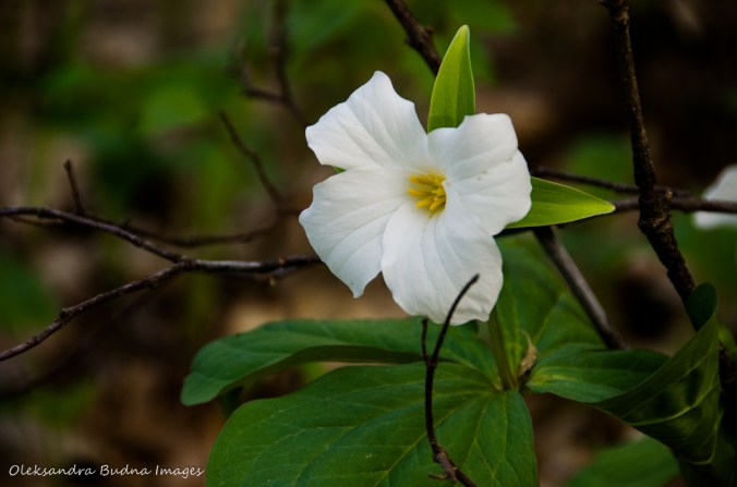four petal trillium